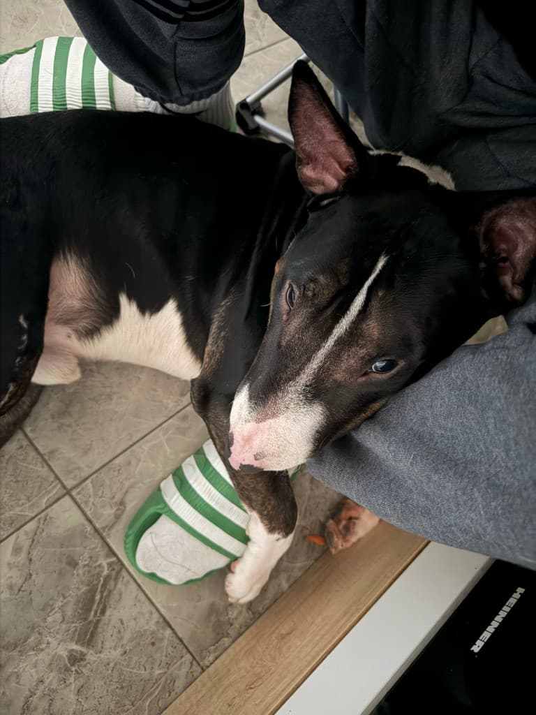 Uzzi, Bull Terrier — prietenul de la începutul poveștii Lumea Blănoșilor